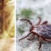 9 Foolproof Tricks to Avoid Tick-Borne Illnessesâ€”Including One That's More Dangerous Than Lyme