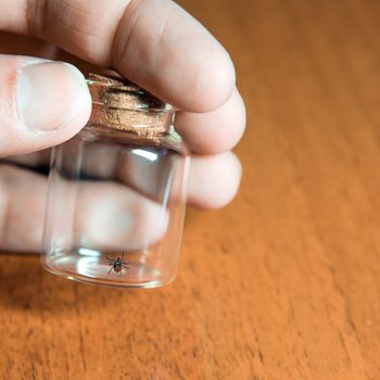 The hand holds a glass jar with an adult deer tick in it. Ticks can be carriers of tick-borne encephalitis or Lyme disease very dangerous to humans.