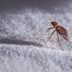 9 â€œFactsâ€  About Bed Bugs That Just Arenâ€™t True