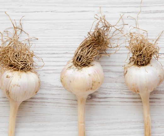 Garlic bulbs on white wooden table, overhead view. Copy space.