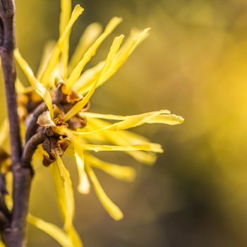 witch hazel plant close up detail shot