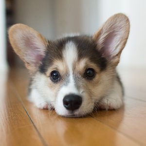 corgi puppy