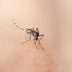 Can Mosquitoes Transmit Coronavirus?