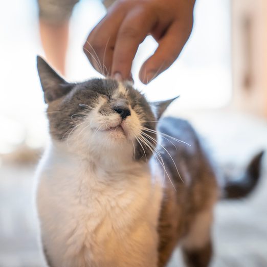 domestic cat receiving a gentle cuddle on the head from a human